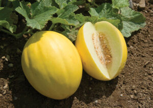 بذر خربزه کاناری