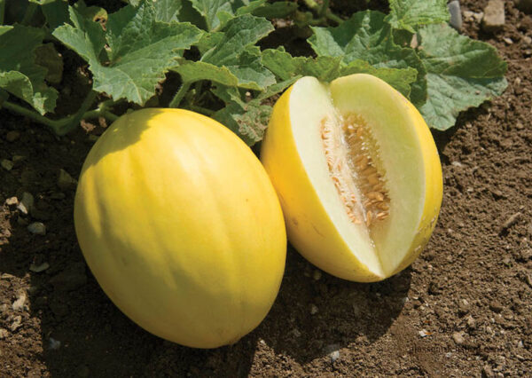 بذر خربزه کاناری