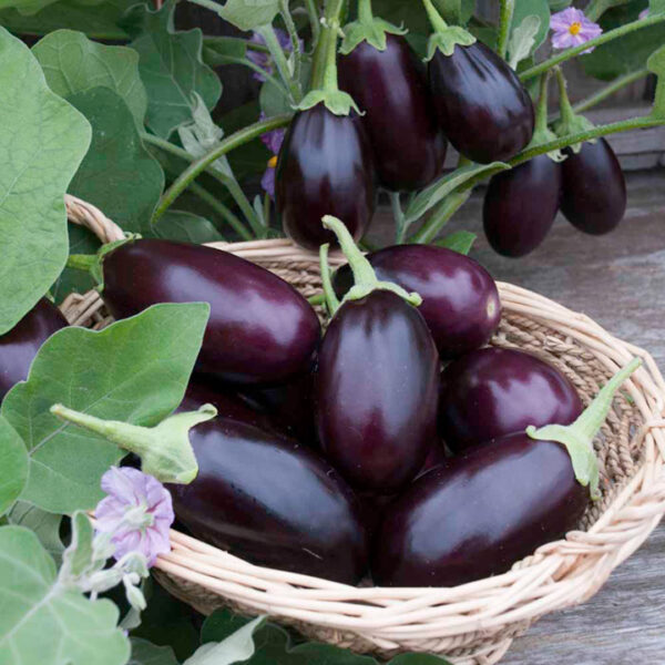بذر بادمجان دلمه