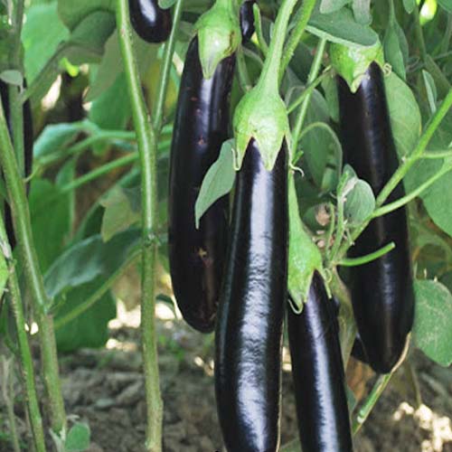بذر بادمجان قلمی