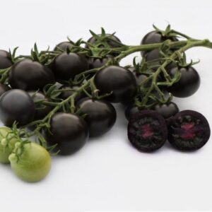 بذر گوجه مشکی