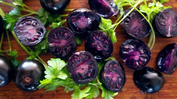 بذر گوجه چری مشکی