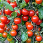 بذر گوجه گیلاسی