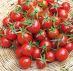 بذر گوجه گیلاسی