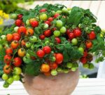 بذر گوجه گیلاسی