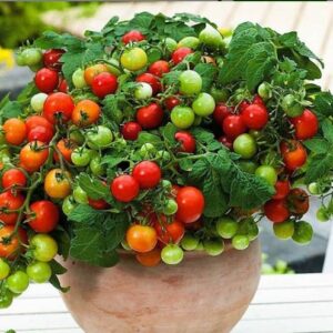 بذر گوجه گیلاسی