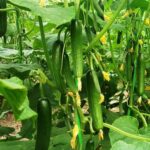 بذر خیار بوته ای