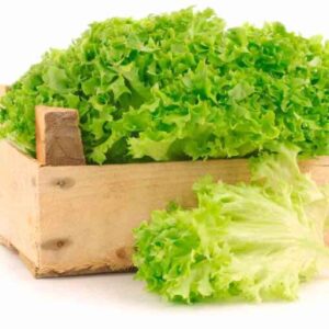 بذر کاهو فرانسوی سبز