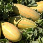 بذر خربزه مشهدی