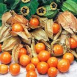 بذر فیسالیس
