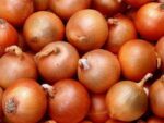 بذر پیاز زرد