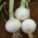 بذر پیاز سفید