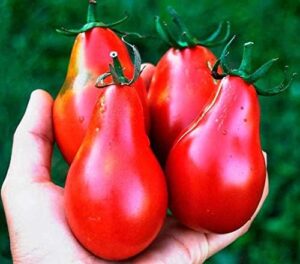 بذر گوجه گلابی قرمز