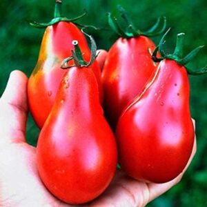 بذر گوجه گلابی قرمز