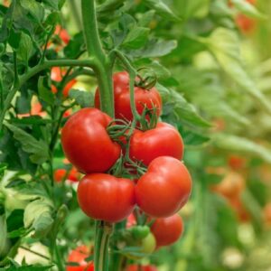 بذر گوجه فرنگی قرمز
