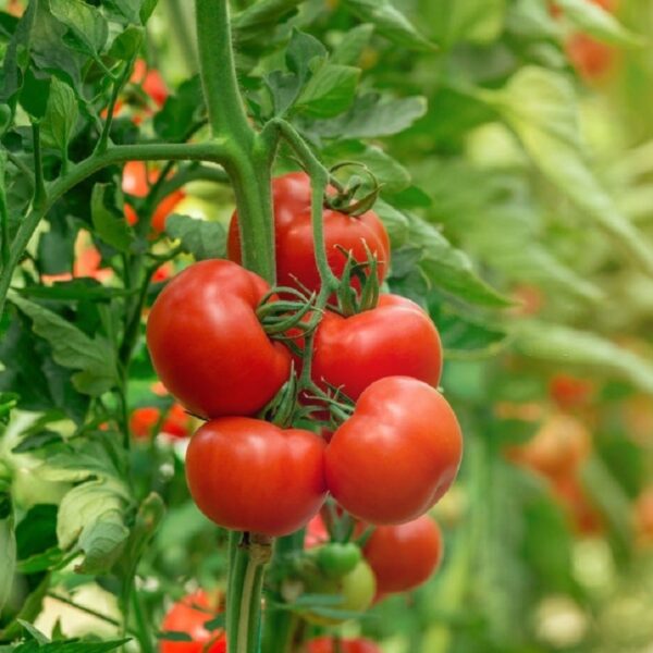 بذر گوجه فرنگی قرمز