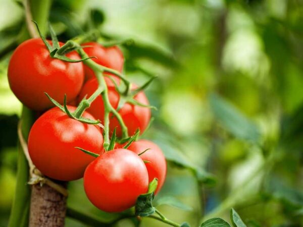 بذر گوجه فرنگی قرمز