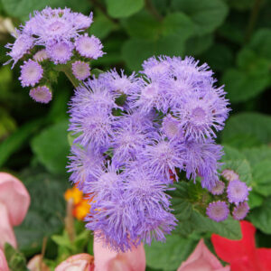 بذر گل ابری
