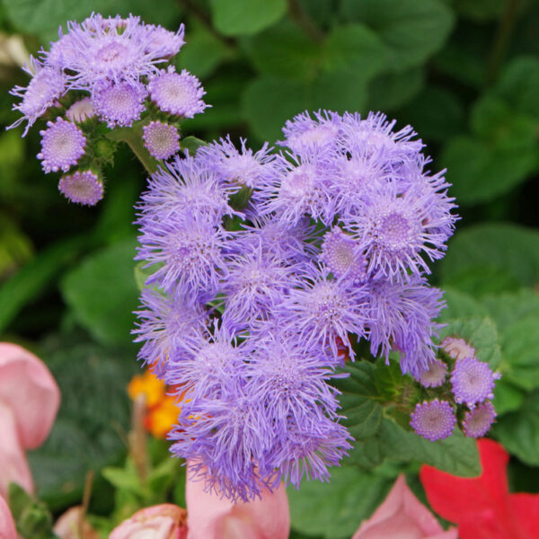 بذر گل ابری