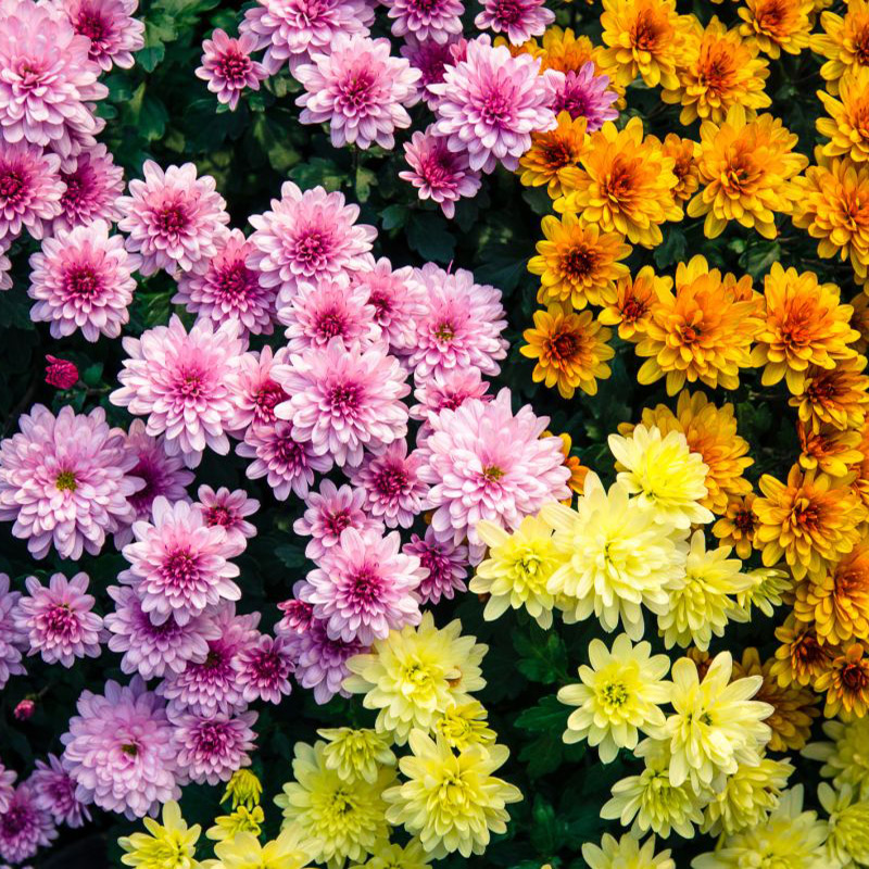 بذر گل داوودی