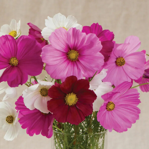 بذر گل ستاره ای