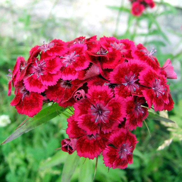 بذر گل میخک
