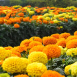 بذر گل جعفری