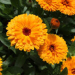 بذر گل همیشه بهار